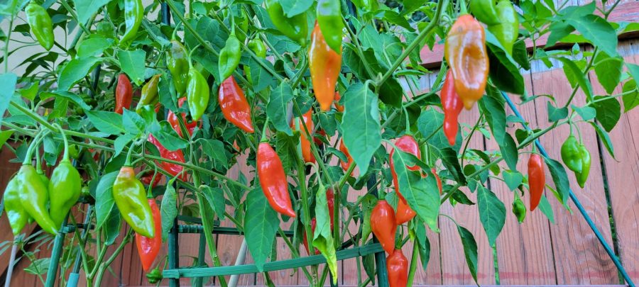 Garlic Chili Pepper Oil - Image 7