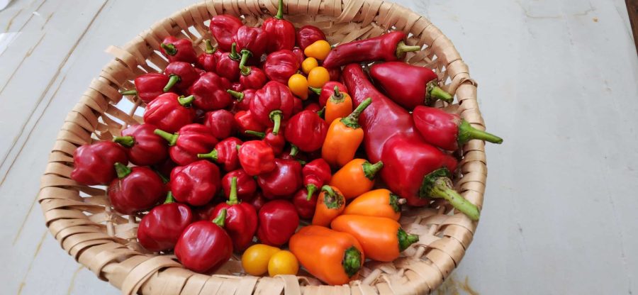 Garlic Chili Pepper Oil - Image 6